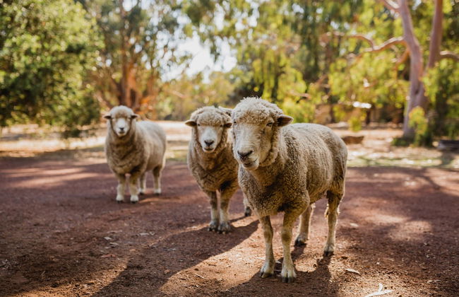 Margaret River Holiday Cottages - Photo 63