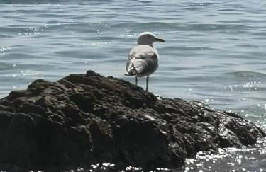 Une Nuit à Bali - Appartement cocooning - Foto 43