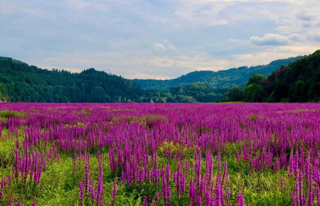 Ferienhaus in Obernburg am Edersee - Foto 37