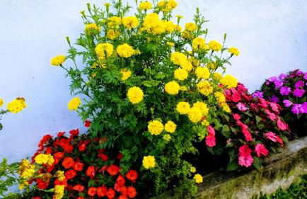 Sítio Recanto do Araçá - Foto 38