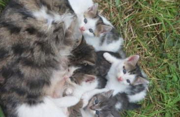 Ferienhof Broger FeWo Bergblickle mit Pool - Foto 14