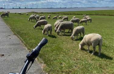 Ferienwohnung Gulfhof Siebelshörn - Photo 44