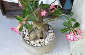 Casa Alto da Barra de São Miguel, um paraíso - Foto 73