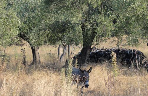 Aroggia Farm - Foto 40