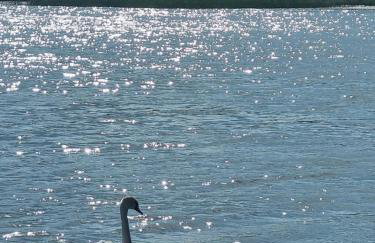 Floss Priepert 1 - Photo 26