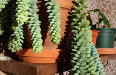 Casa da Rosarinha - Photo 7