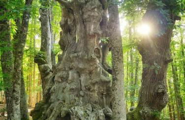 GREDOS RURALRUT cerca del CASTAÑAR de El Tiemblo, Reserva Natural VALLE DE IRUELAS, alojamiento acogedor con cabina hidromasaje, chimenea eléctrica, calefacción, wifi, cocina - Photo 8