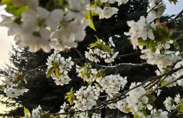 Luksusówka Gajowego nad jeziorem - Photo 10