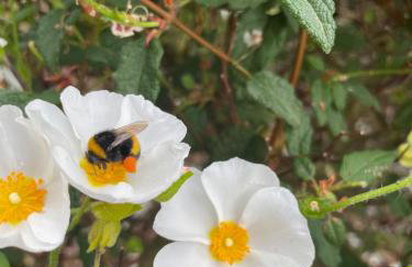 The Cabin - Photo 27