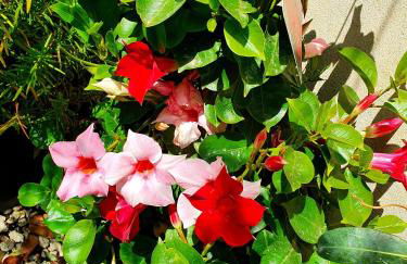 La Perla di Marzamemi - Foto 32