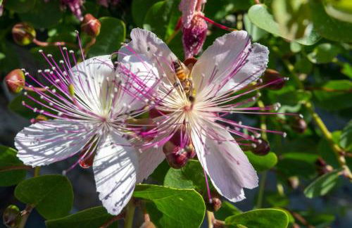 Poggio Leporaia - Foto 19