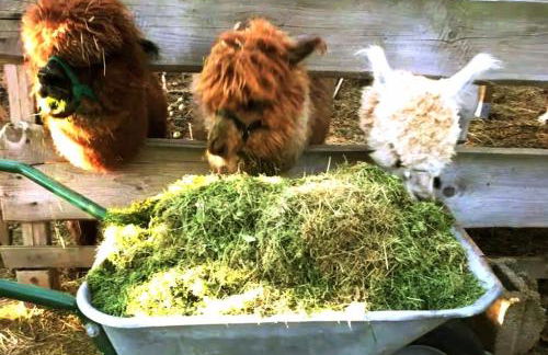 Heu-Koje Free WiFi Schlafsack - Foto 17