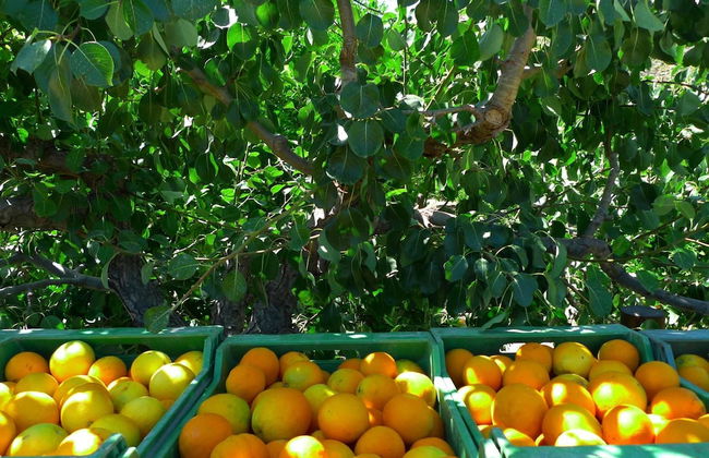 La Joya del Valle de Ricote - Photo 28