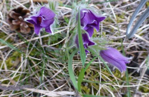 Apfelbluete und Paradies - Foto 14