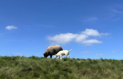 Ferienwohnungen Felix und Jan - Foto 22