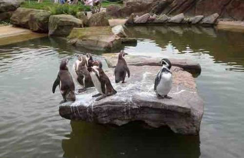 Stylish 2 Bed Near Alton Towers, Polar Bears, Peak District - Foto 43