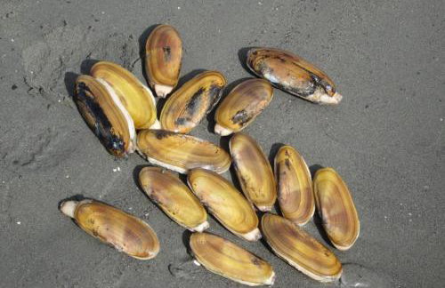 Rocks Cabin - Foto 12