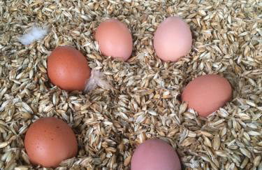 Weidelandfarm am Riebener See - Photo 17