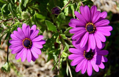 Peaceful Villa with Private Pool - Foto 36