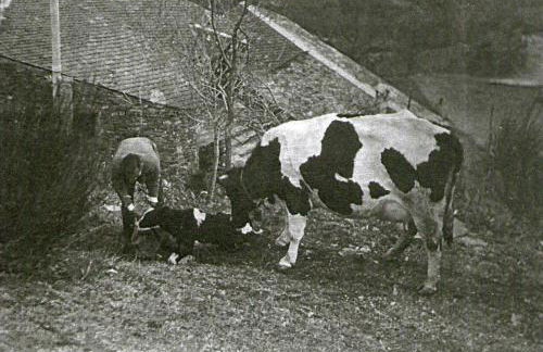 Masia Can Constans - Foto 57