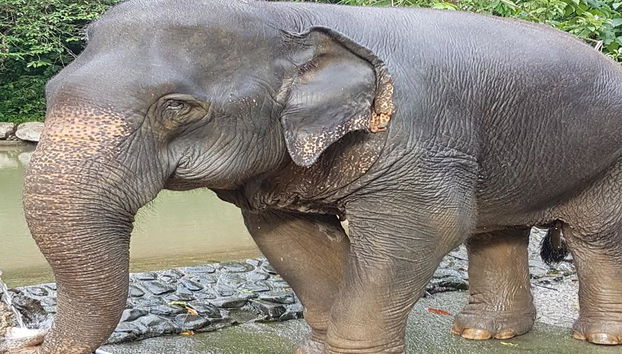 Half Day Elephant Bathing welfare center from Phuket - Foto 5