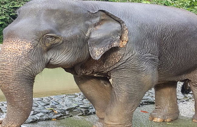 Half Day Elephant Bathing welfare center from Phuket - Foto 5