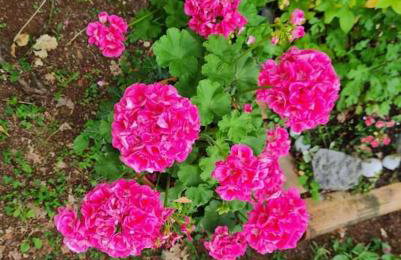 Zgora mora-above the sea-peacefull,family frendly - Foto 30