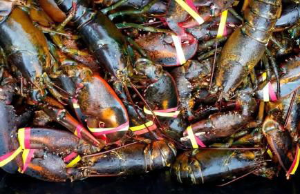 Charming Dog-Friendly Beach House with Fire Pit & Jetted Tub Near Carters Beach in Hancock, Maine - Foto 40