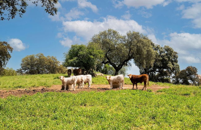 Rustic Alentejo Farmhouse With Pool - Foto 36