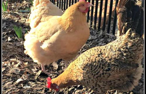 Cozy Alpaca Tree House Rental in the Bamboo Forest in Atlanta, Georgia - Foto 2