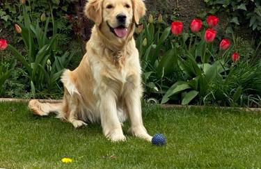 Chez Hélène 3 étoiles, labellisé disabled PMR,pour 4 personnes chiens bienvenus-pet friendly - Foto 39