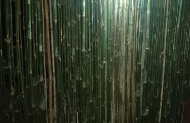 Berkey's Jungle Paradise - Photo 69