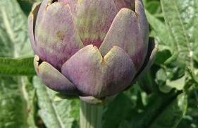 Borgo Buciardella - Foto 12