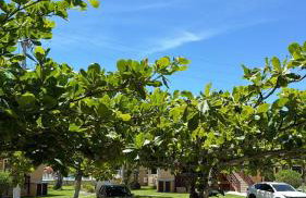Maranduba Beach House - Foto 10