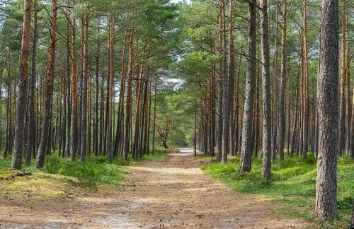 Domki Szumifala - Foto 19