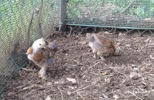 Podere Vinciguerra 39 - Foto 10