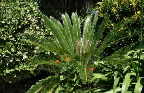 Apartments by the sea Zaostrog, Makarska - 6799 - Foto 9