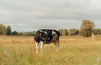 Miło las widzieć - Foto 62