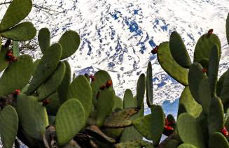 La Pigna dell'Etna - Foto 46