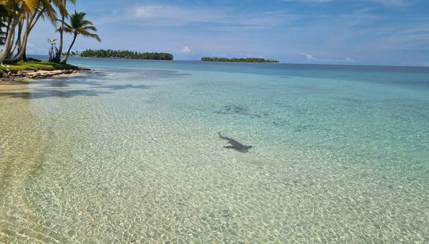 Tiburón gato en la playa