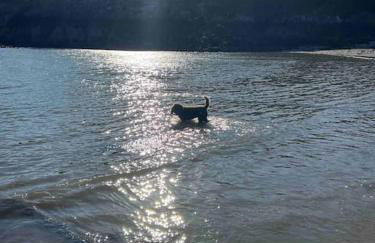 Gors Eilian - Photo 30