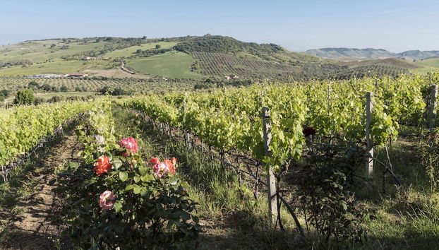 Agriturismo Dattilo - Photo 2, Image principale