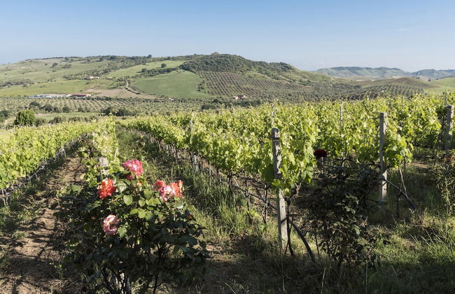 Agriturismo Dattilo - Foto 1