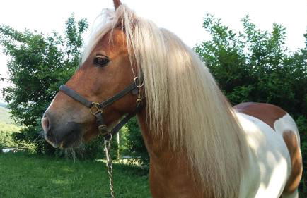 Ferienwohnung auf dem Erlebnisreiterhof Kreipl - Foto 12