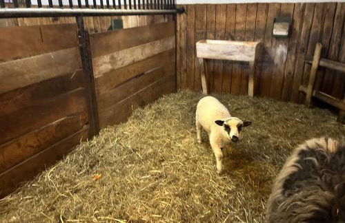 Koperkowe Rancho Beskid Wyspowy Domek Małopolskie KAMIONNA - Foto 2