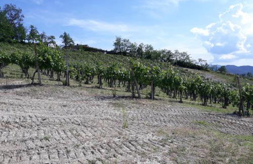 Agriturismo IL BIANCOSPINO Bed & Wine - Foto 27