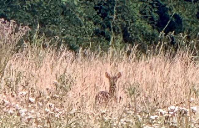 la maison dans les bois - Foto 18