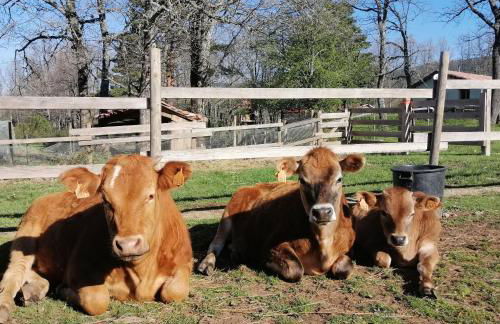 Eco Urbión - Foto 31