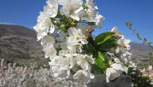 Picaza del Jerte - Foto 5