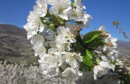 Picaza del Jerte - Foto 5